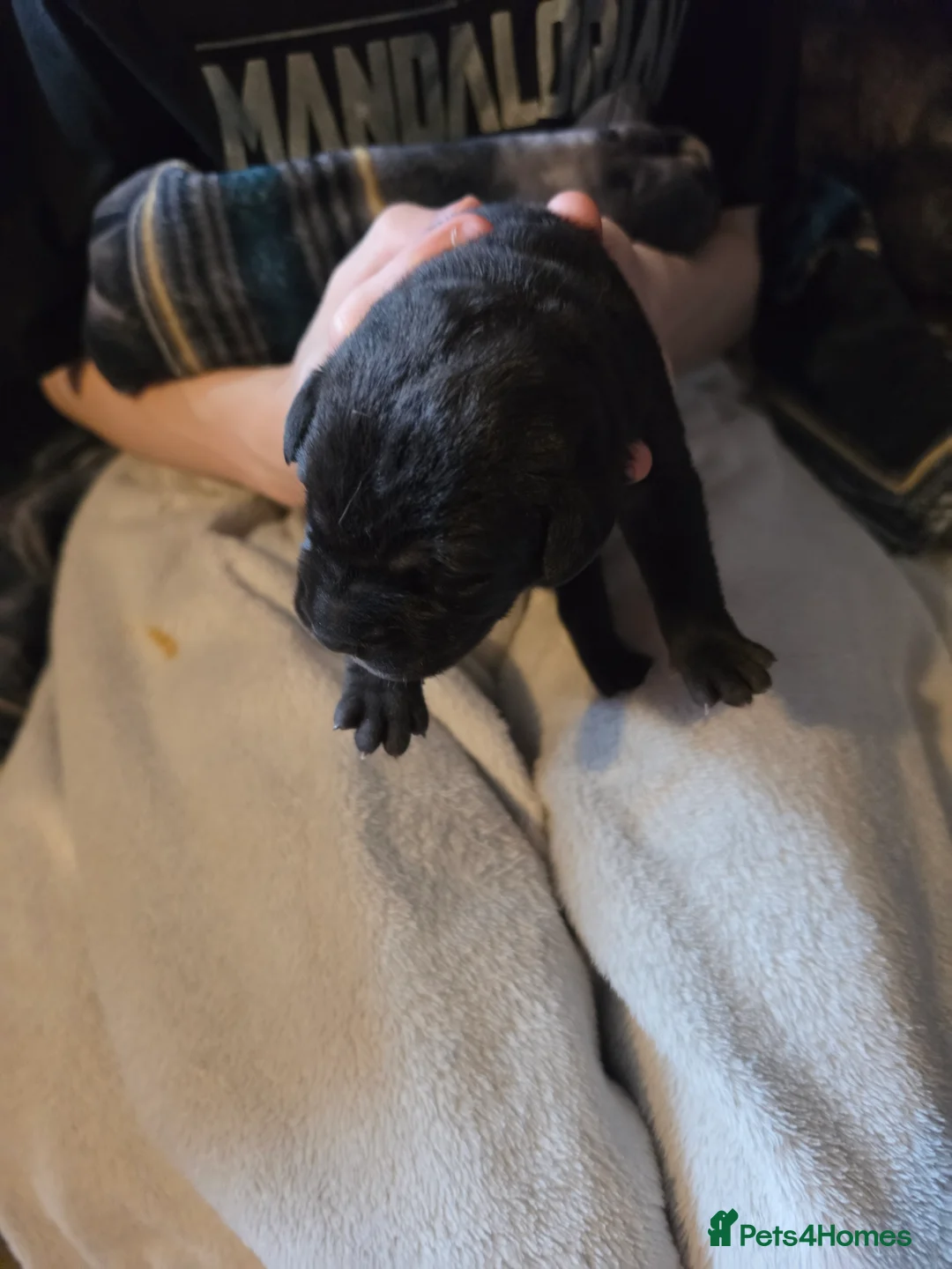 Cane Corso dogs for sale: Cane corso - Advert 2