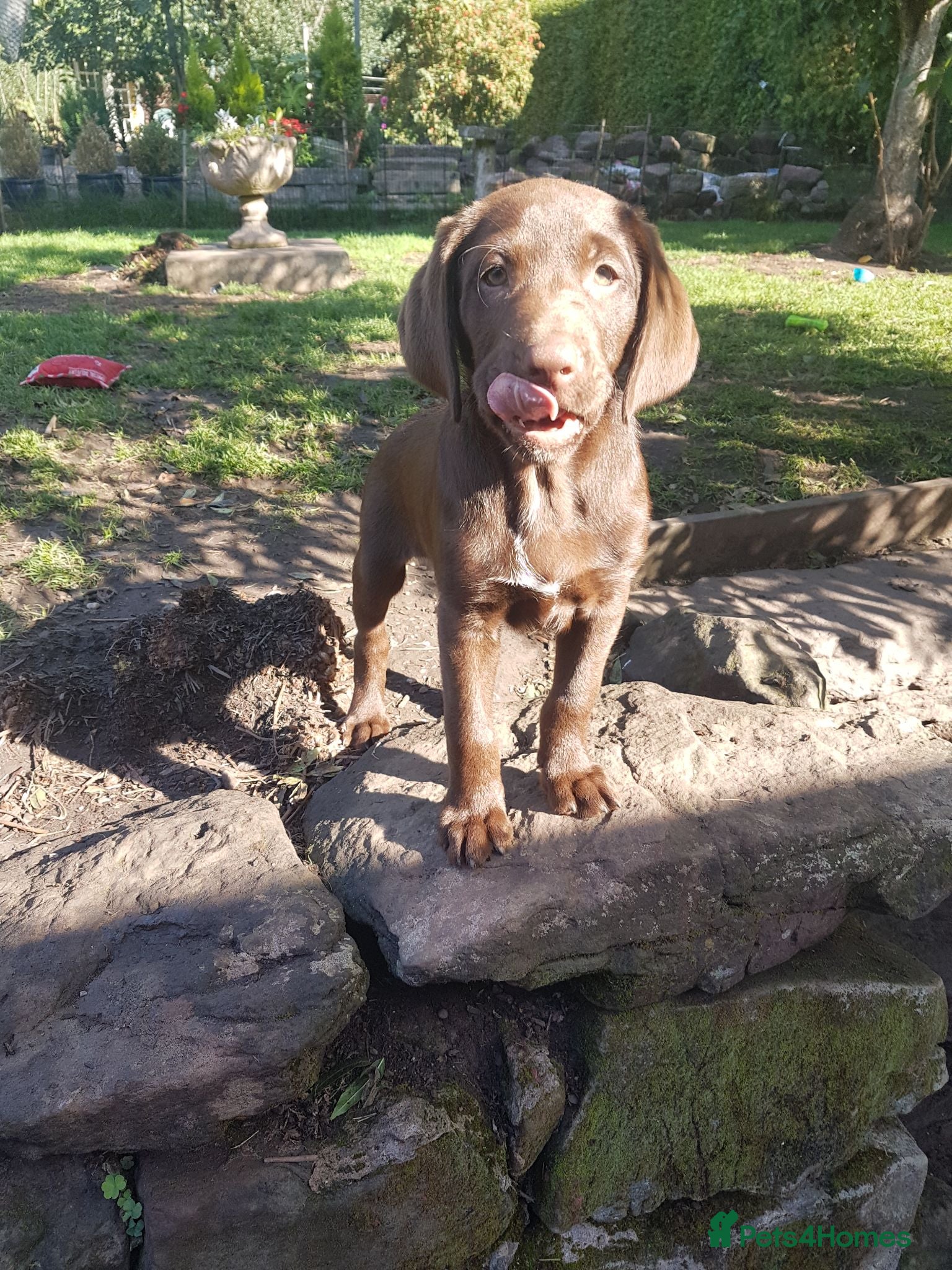 Labrador Retriever dogs Adorable KC Reg Labrador puppies  - Advert 2