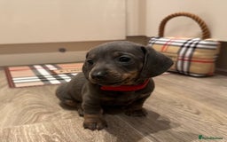 Miniature Dachshund dogs for sale: Miniature Dachshund Puppies  - Image 4