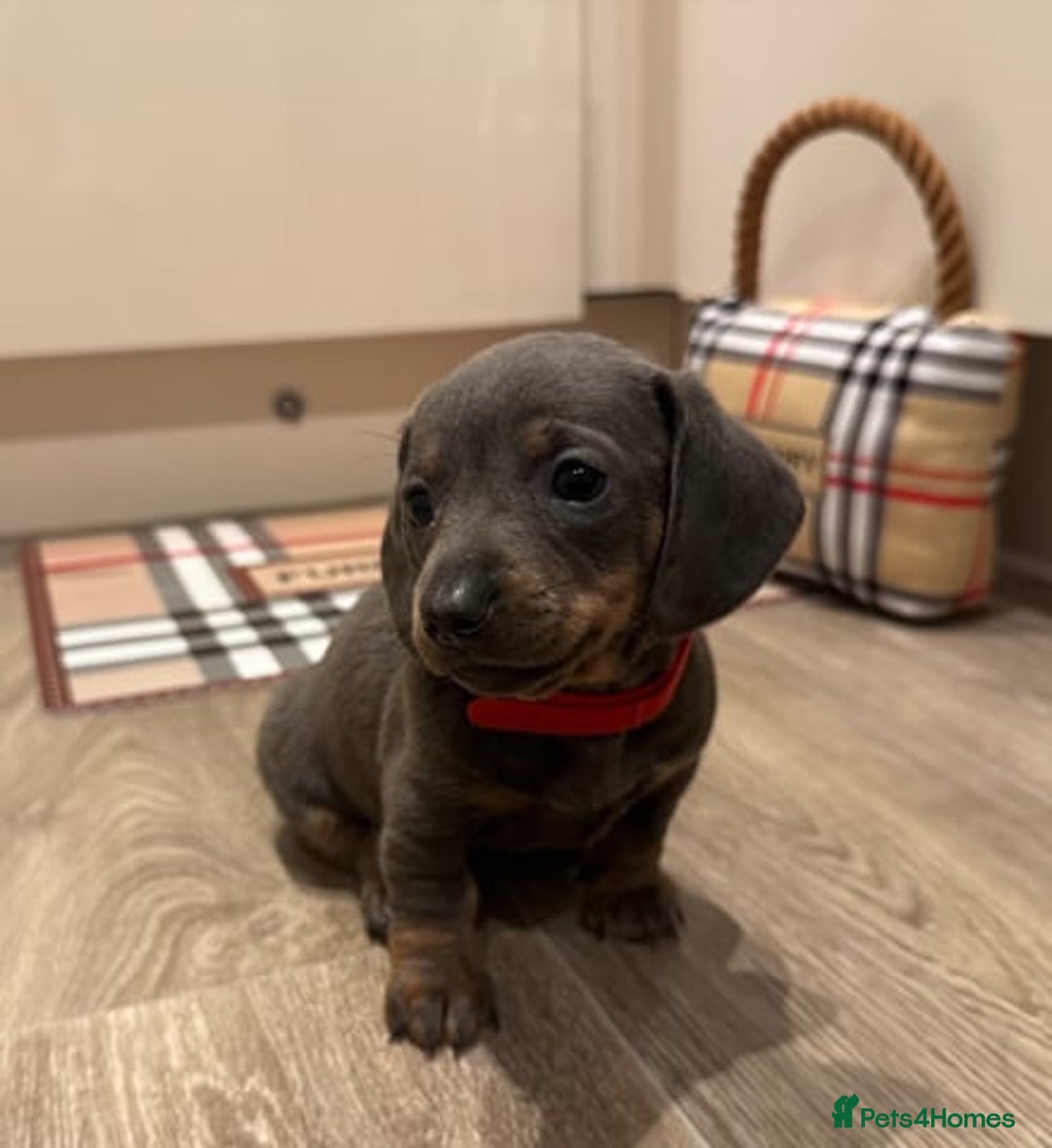Miniature Dachshund dogs for sale: Miniature Dachshund Puppies  - Image 4