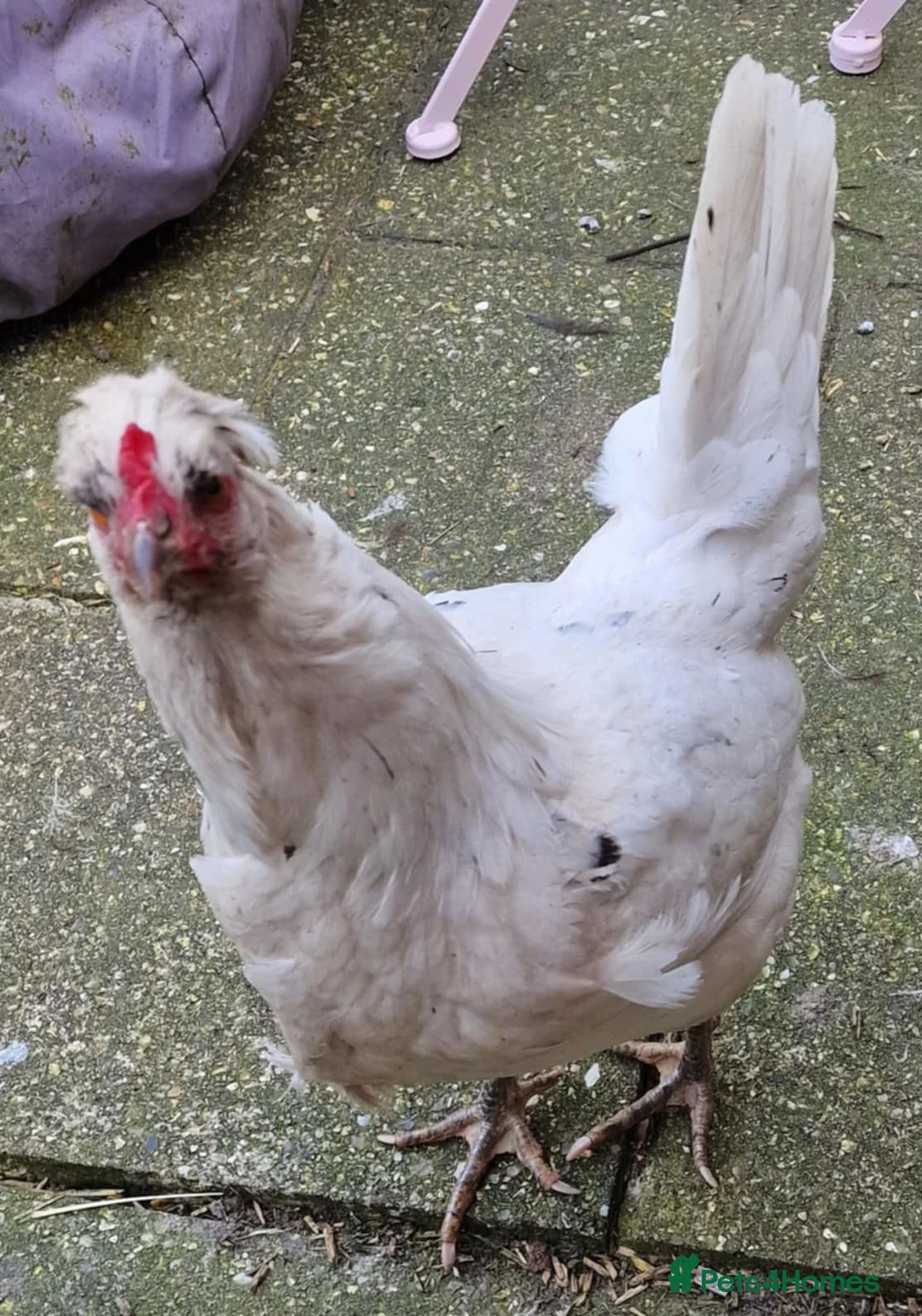 Chickens poultry for sale: Hybrid Blue Sapphire Chicken Female  - Advert 3