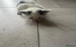 Domestic Shorthair cats for sale: Female kittens - Image 17