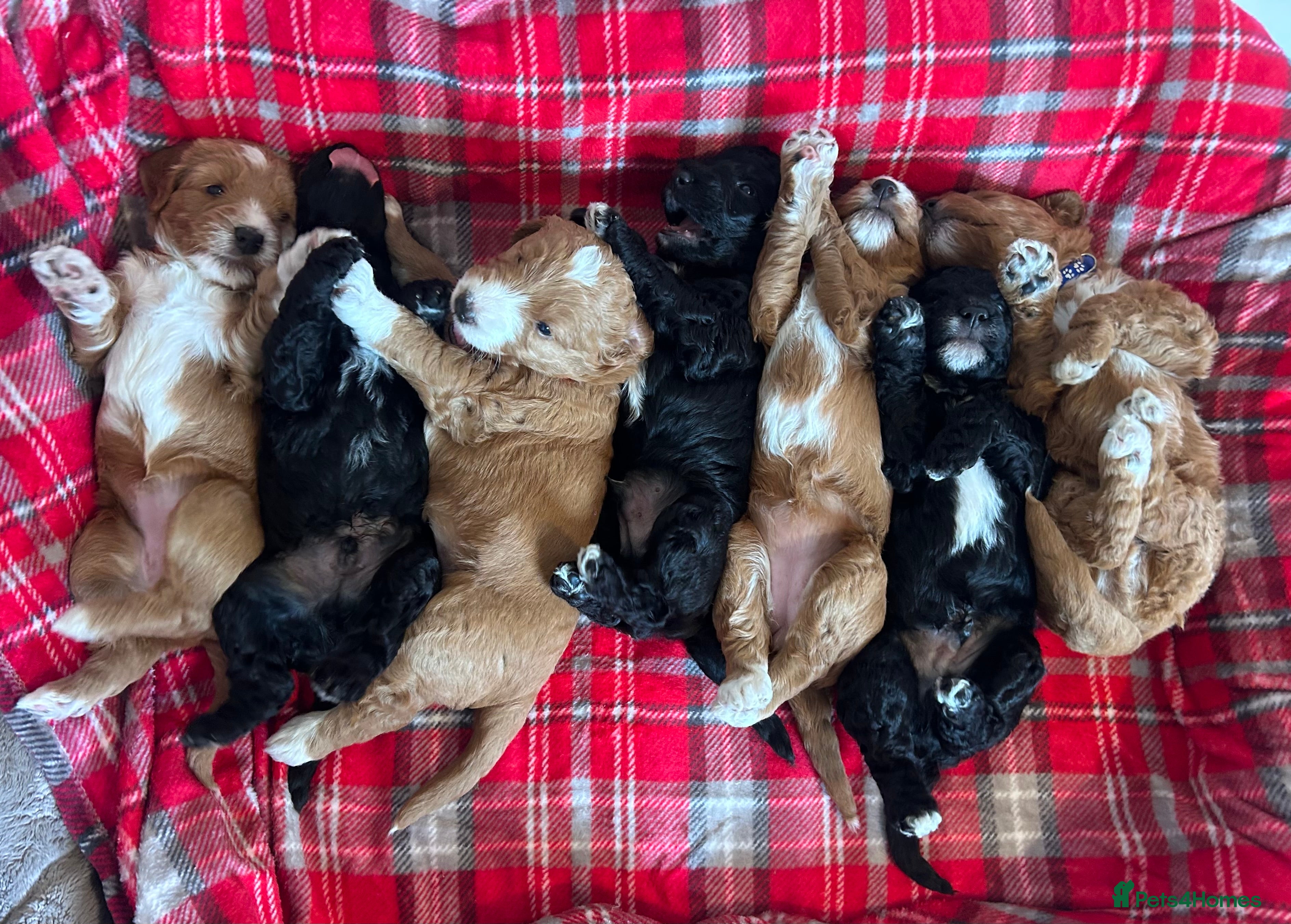 Mixed Breed dogs Labradoodle Puppies – Fox Red Parti & Black Tuxedo - Advert 2