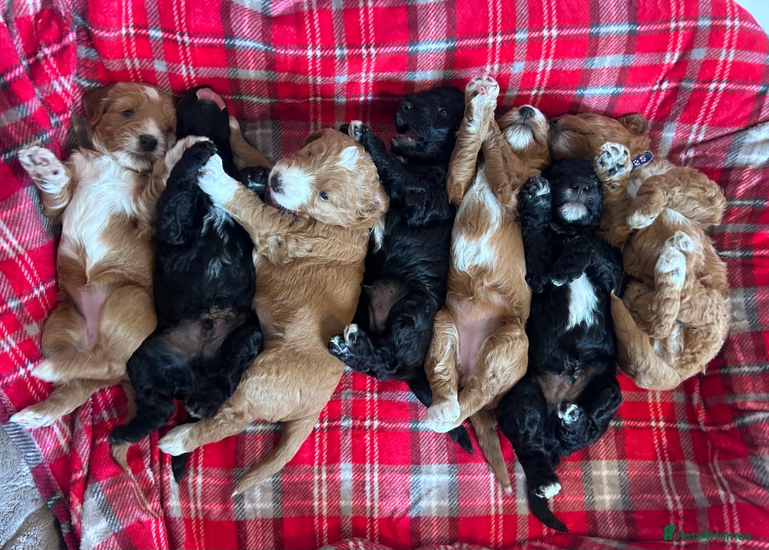 Mixed Breed dogs for sale: Labradoodle Puppies – Fox Red Parti & Black Tuxedo - Advert 1