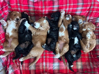 Mixed Breed dogs Labradoodle Puppies – Fox Red Parti & Black Tuxedo - Advert 1