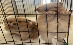 Pomeranian dogs for sale: Pomeranian puppy’s  - Image 15