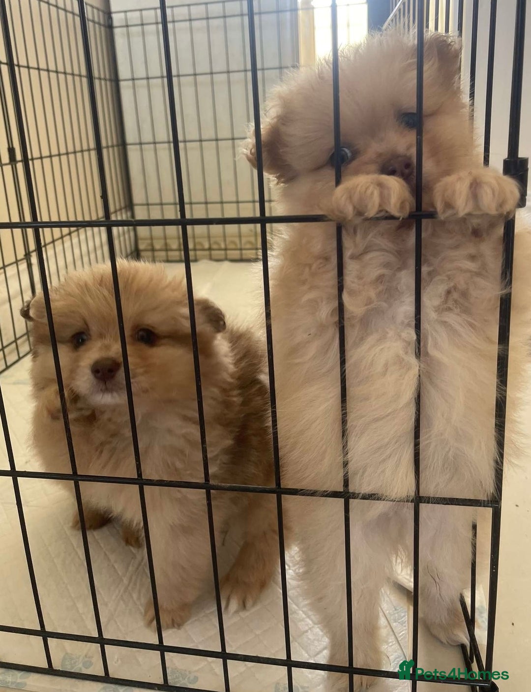 Pomeranian dogs for sale: Pomeranian puppy’s  - Image 15