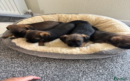 Border Terrier dogs for sale: border terriers kc  - Image 2