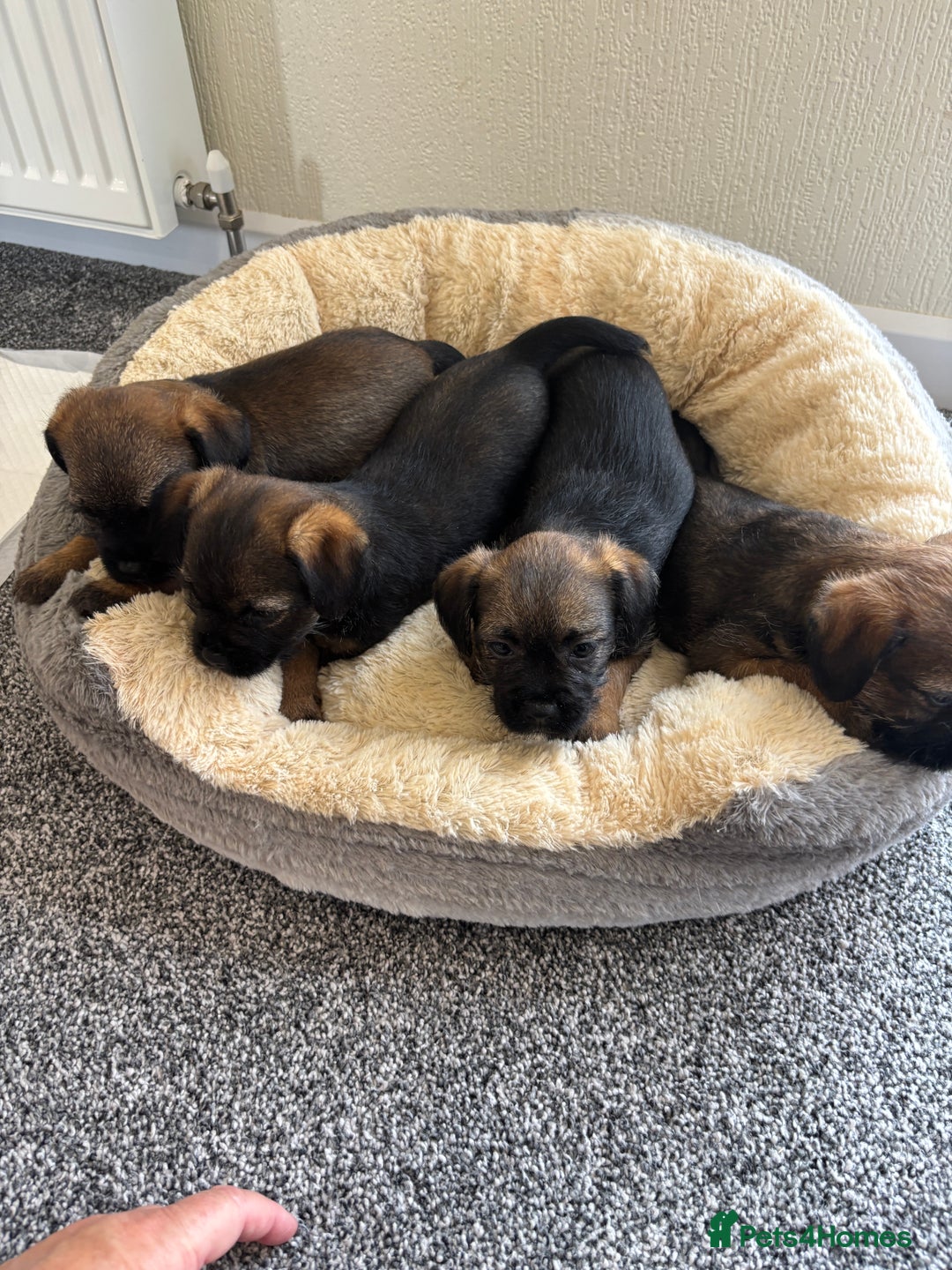 Border Terrier dogs for sale: border terriers kc  - Image 2