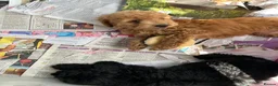 Cockapoo dogs for sale: F1 beautiful miniature cockapoos  - Advert 12