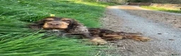 Cocker Spaniel dogs for sale: SHOW KC Registered, true to type, Cocker Spaniels - Advert 30