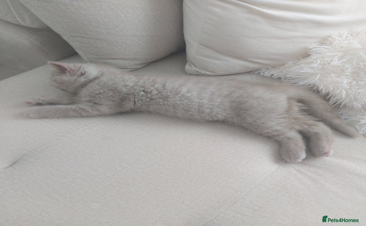British Shorthair cats - Advert 2