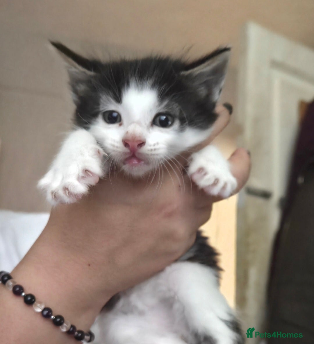 European cats for sale: 8 kittens looking for a new home for 2026! - Advert 3