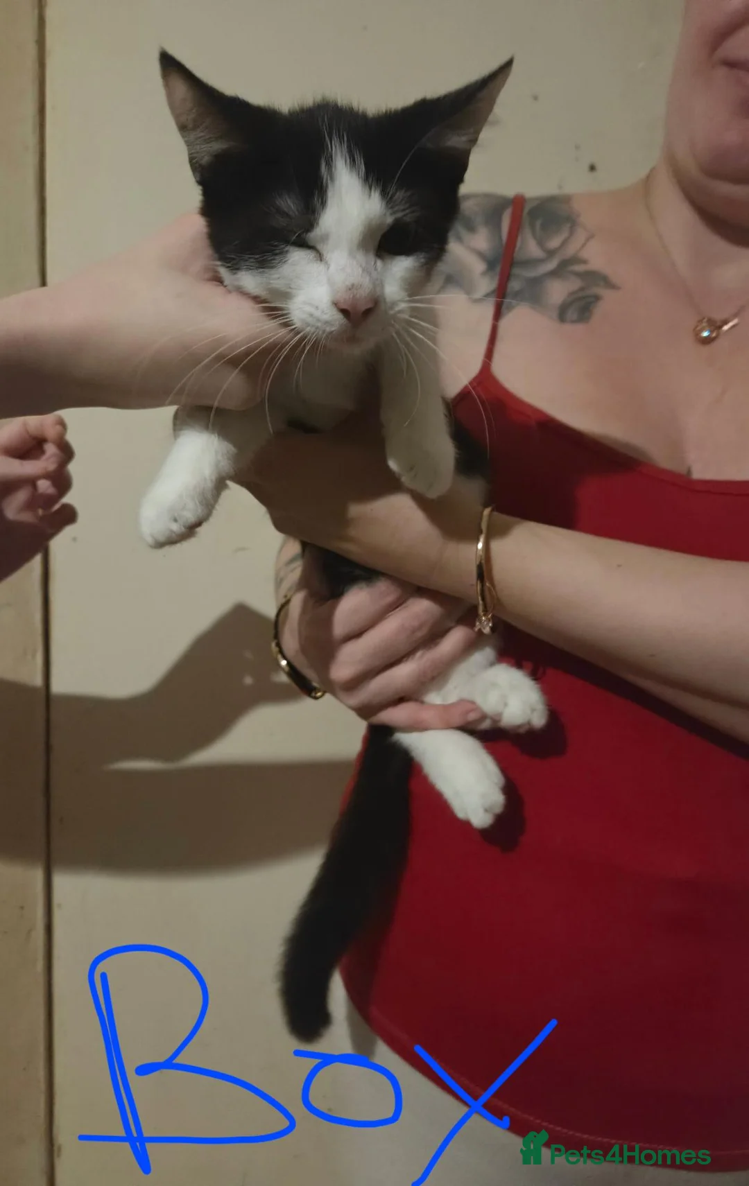 Mixed Breed cats for sale: Kittens  - Advert 5