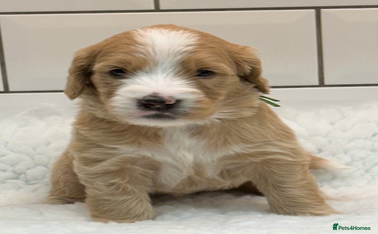 Double Doodle dogs - Advert 11