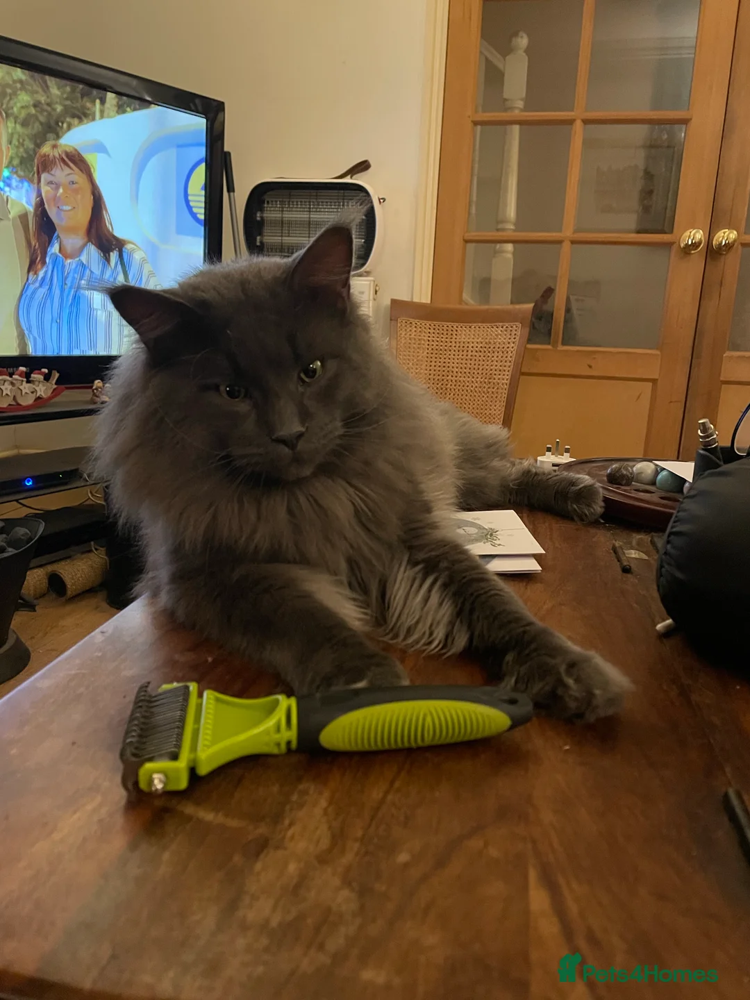 Maine Coon cats for stud: GCCF Russian Line handsome stud Kodiak in Braintree - Advert 12