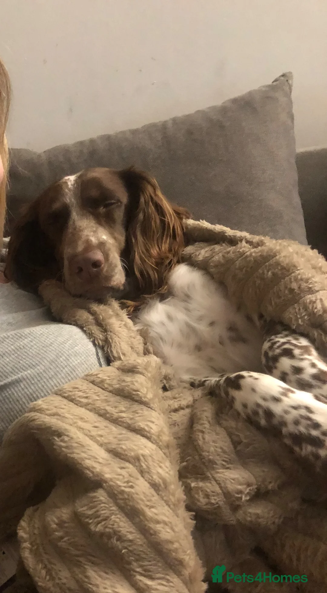 English Springer Spaniel dogs for sale: Sprocker ( half springer / working cocker  in Southampton - Advert 2