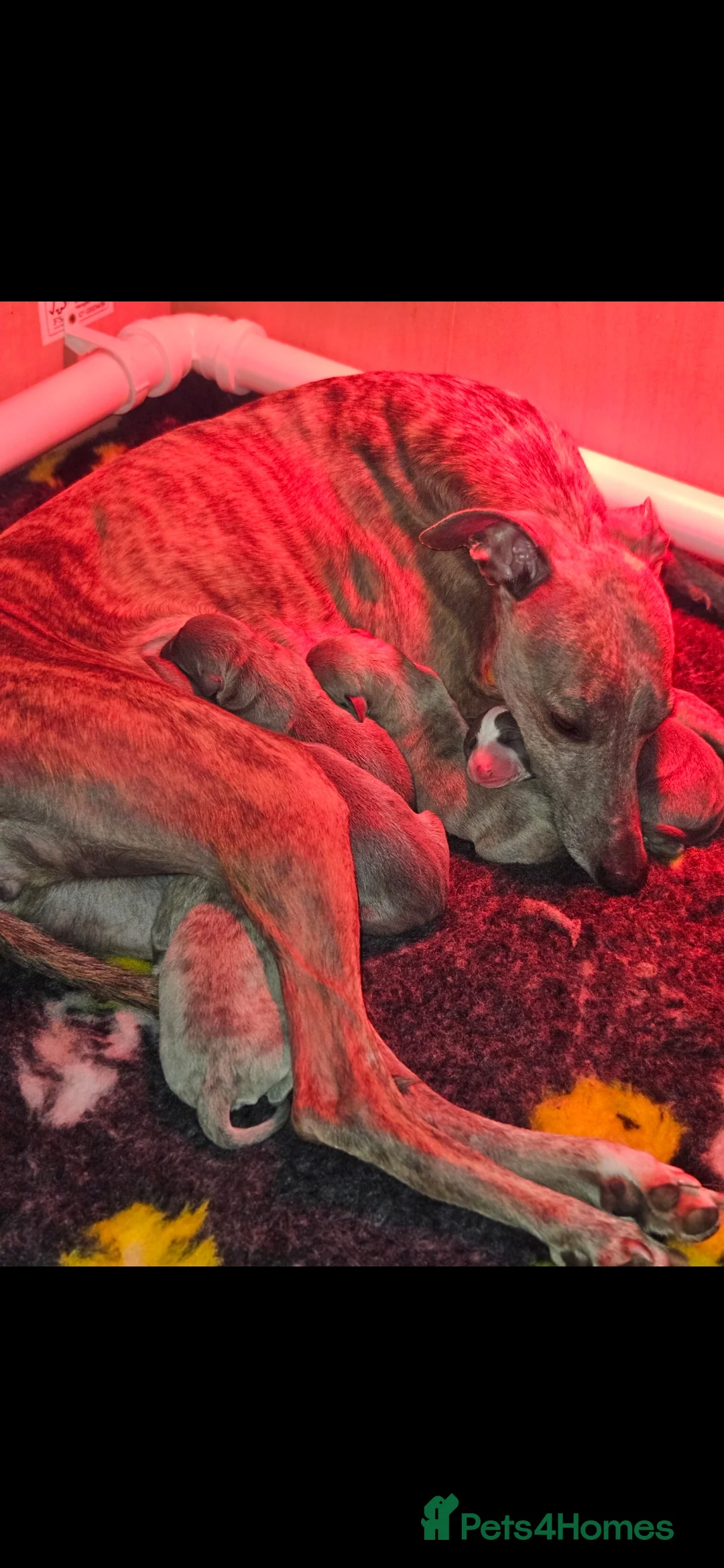 Whippet dogs for sale: Exquisite litter of whippet puppies  in Ormskirk - Advert 2