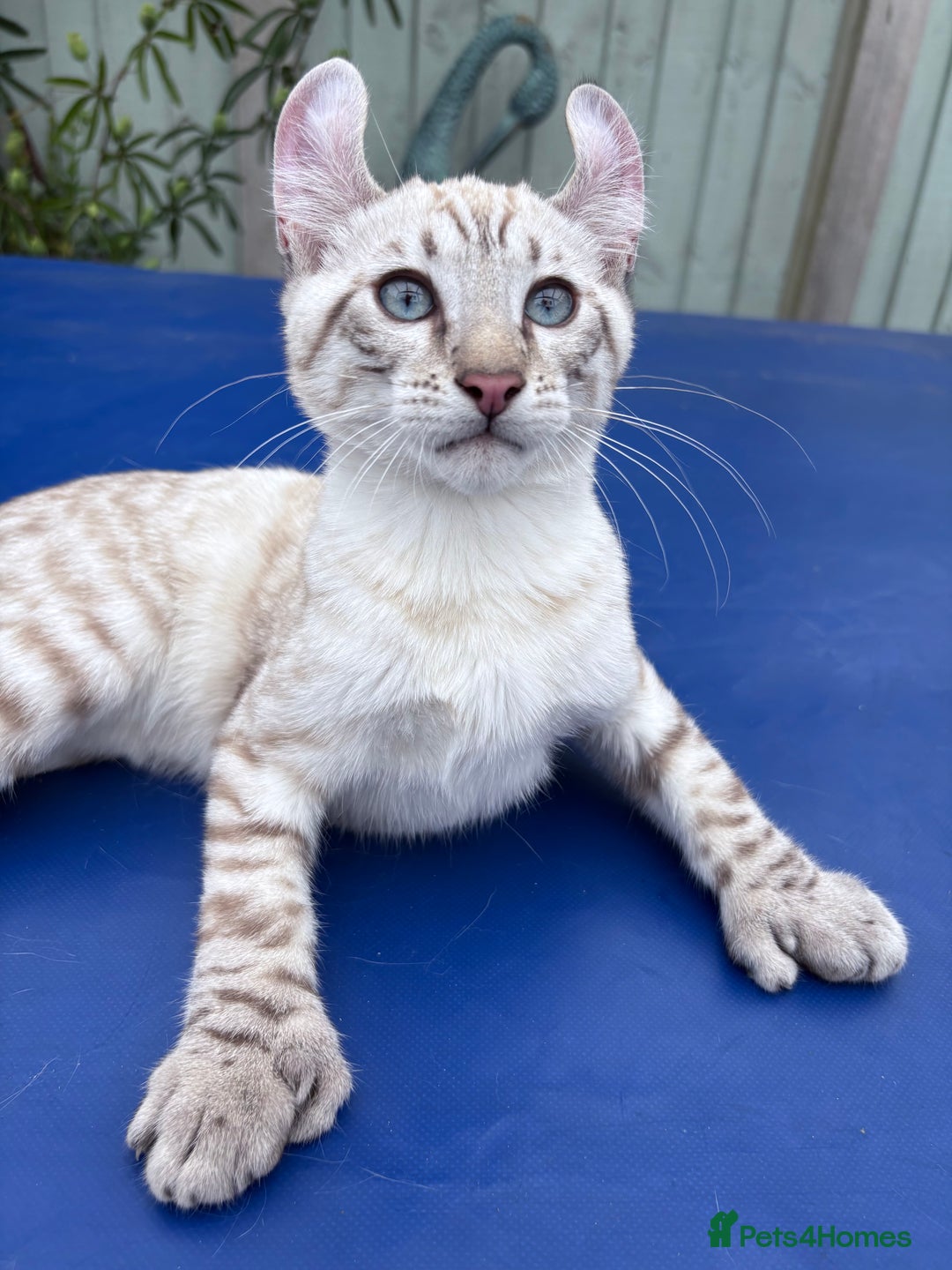 Keetso cats for sale: The best Keetso boy ever  - Image 28