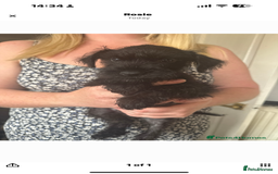 Mixed Breed dogs for sale: Reduced  last boy ! Miniature schnauzer/schnoodle  in Hull - Image 19