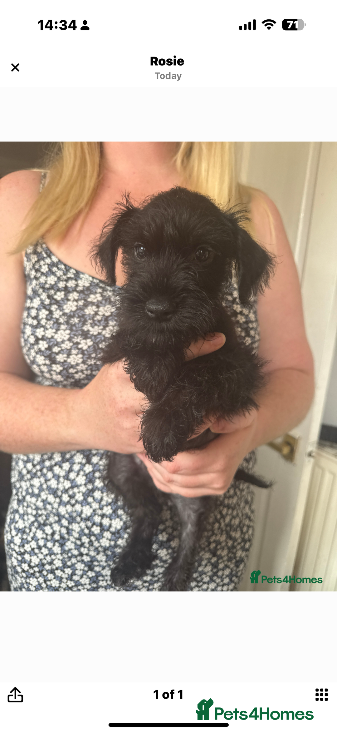 Mixed Breed dogs for sale: Reduced  last boy ! Miniature schnauzer/schnoodle  in Hull - Image 19