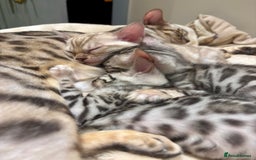 Bengal cats for sale: Female Bengal kitten available now - Image 22