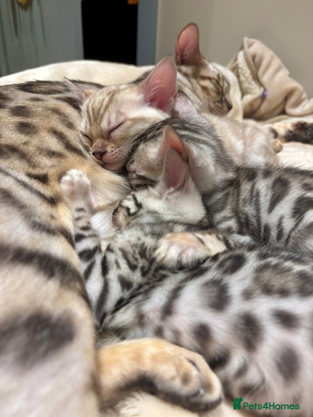 Bengal cats for sale: Female Bengal kitten available now - Image 22