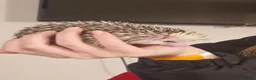 Pygmy Hedgehog rodents for sale: Pygmy Hedgehog, Male, 1 Year Old, Full Set Up - Advert 2