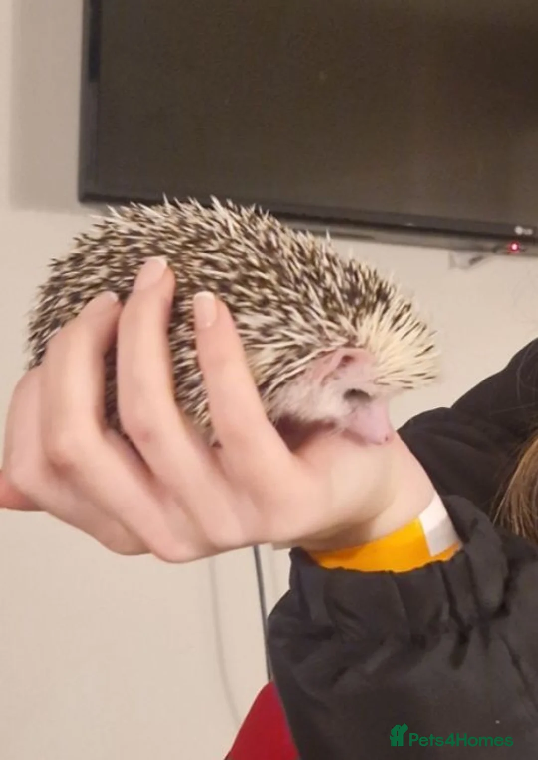 Pygmy Hedgehog rodents for sale: Pygmy Hedgehog, Male, 1 Year Old, Full Set Up - Advert 2