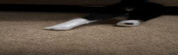 British Shorthair cats for sale: Two black kittens, one with some white    in Bristol - Advert 9