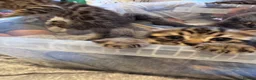 Bengal cats for sale: One boy and three girls  - Advert 8