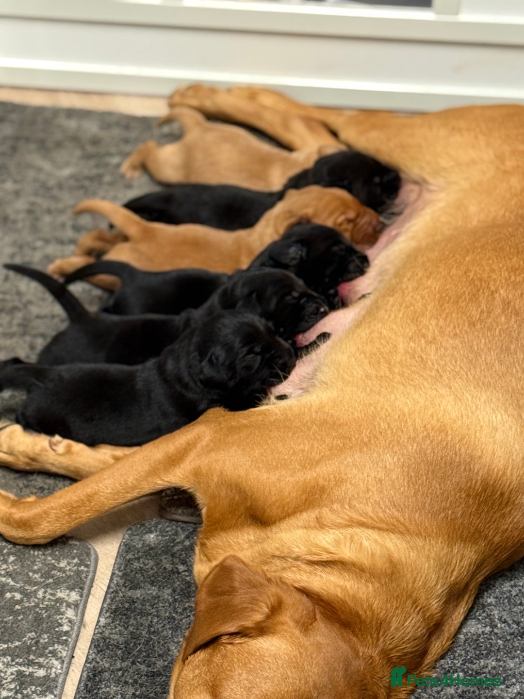 Labrador Retriever dogs for sale: Beautiful Labrador puppies for sale  - Image 10