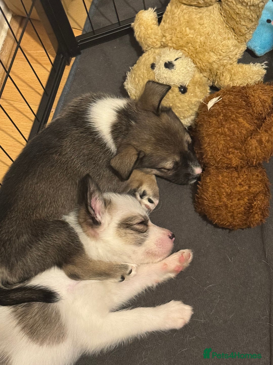 Mixed Breed dogs for sale: Siberian Husky X Staff/Lhasa Apso. Only 2 left!!  - Image 22