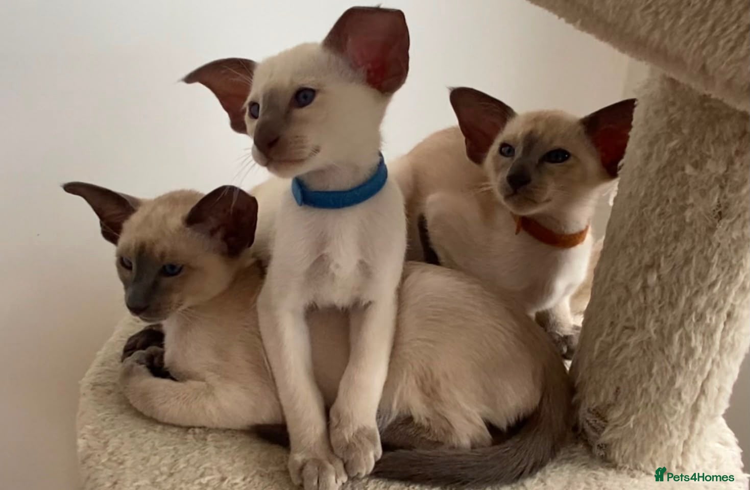 Siamese cats GCCF Registered Stunning Siamese Kittens  - Advert 6
