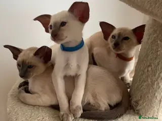 Siamese cats GCCF Registered Stunning Siamese Kittens - Advert 1