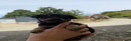 Australian Kelpie dogs for sale: Pure Bred Kelpie pups - Advert 33