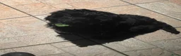 Cockapoo dogs for sale: 2 year old female black cockapoo, Roxy ❤️ - Advert 2