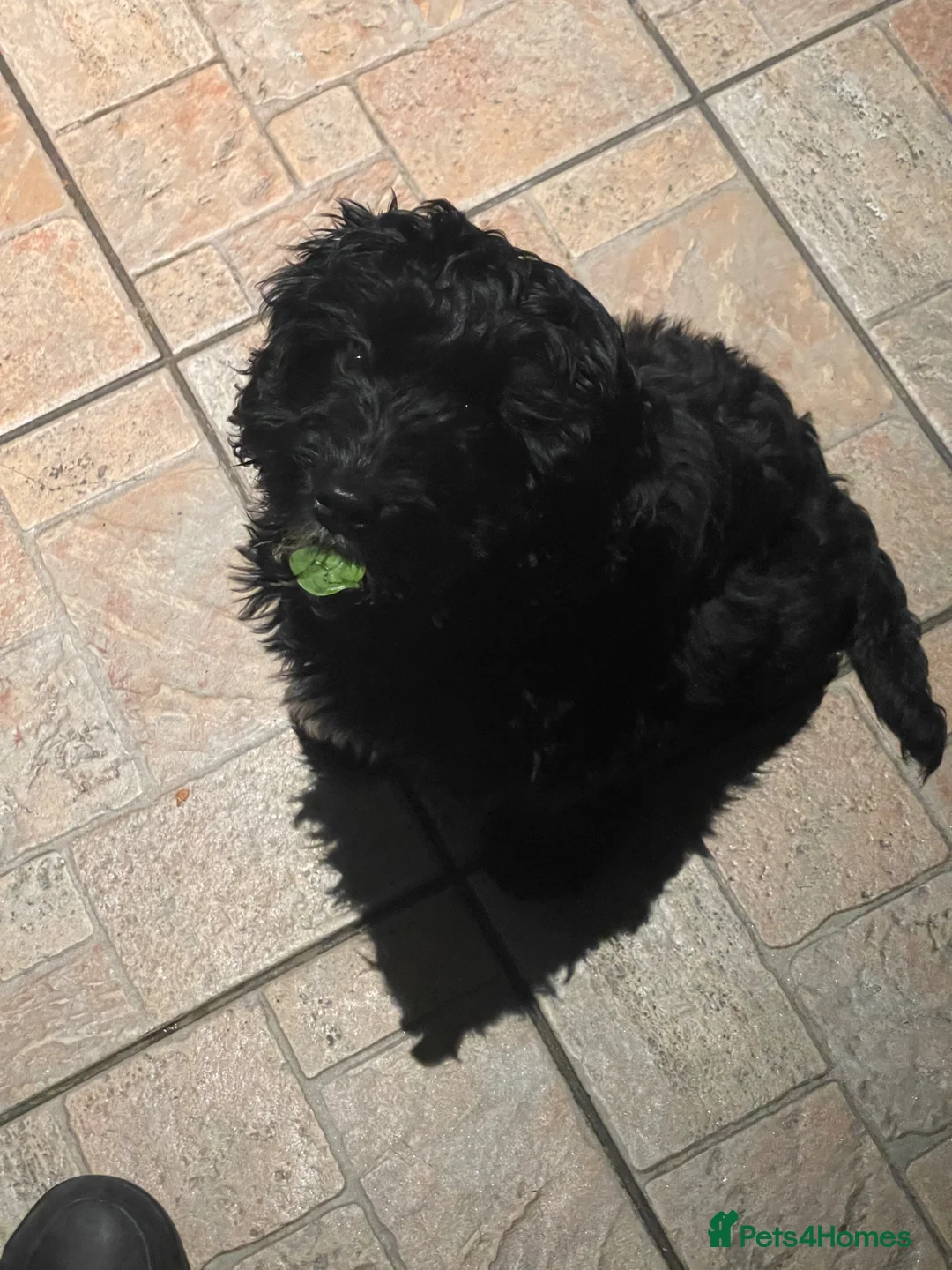 Cockapoo dogs for sale: 2 year old female black cockapoo, Roxy ❤️ - Advert 2