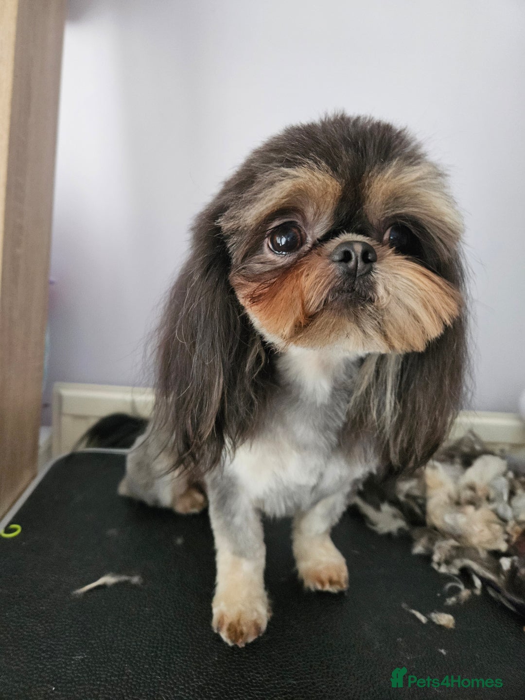 Shih Tzu dogs for stud: Stunning imperial Shih tzu for stud - Advert 7