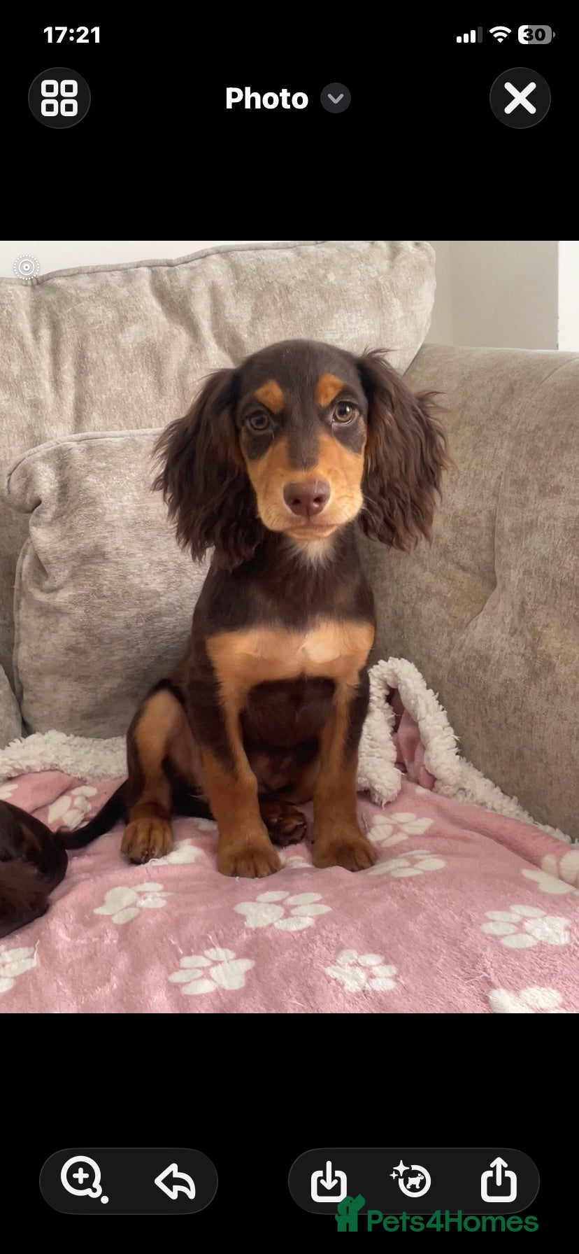 Cocker Spaniel dogs 7 Chocolate & Tan Cocker Spaniel Pups  - Advert 2