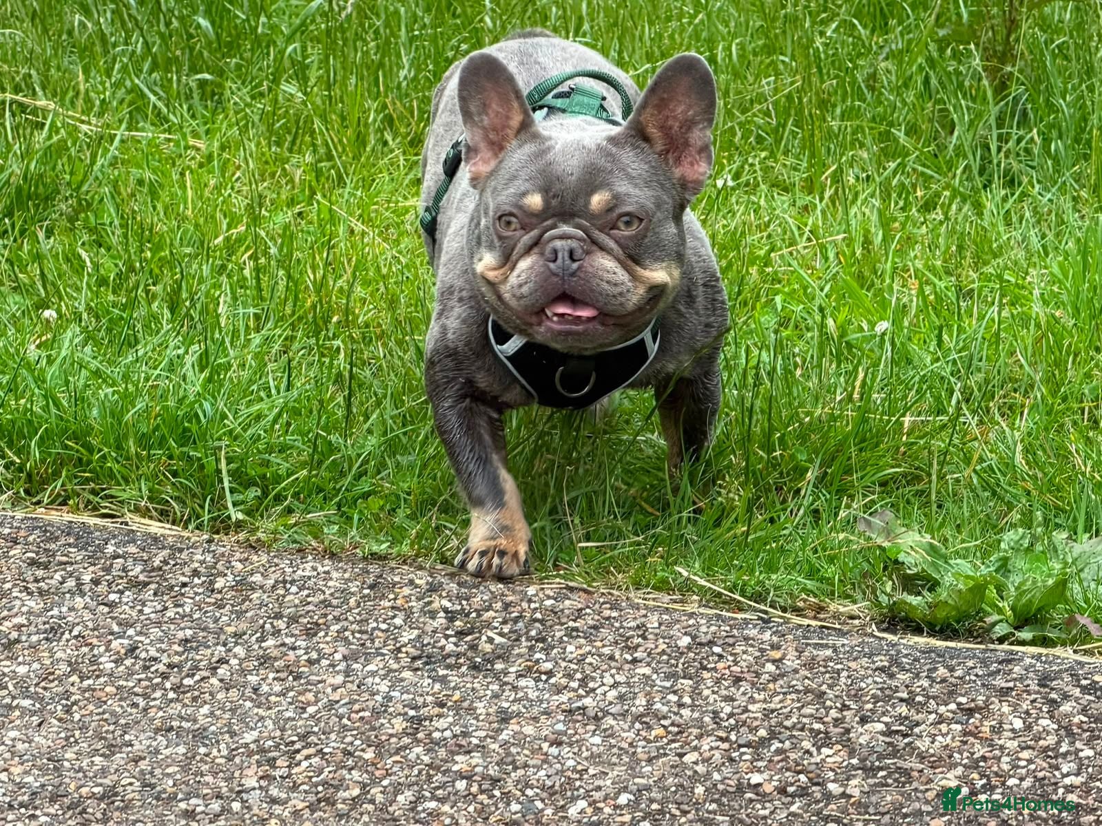 French Bulldog dogs Female French bulldog  - Advert 16
