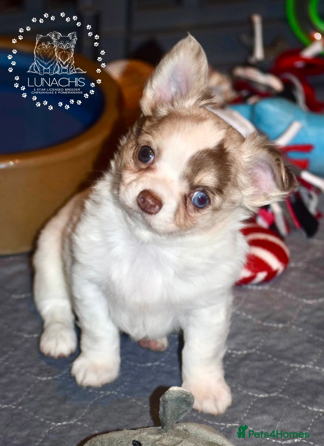 Chihuahua dogs for sale: Beautiful long coat chihuahua puppies - Advert 9