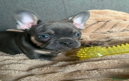 French Bulldog dogs for sale: Adorable 7 week old frenchie puppies - Image 9