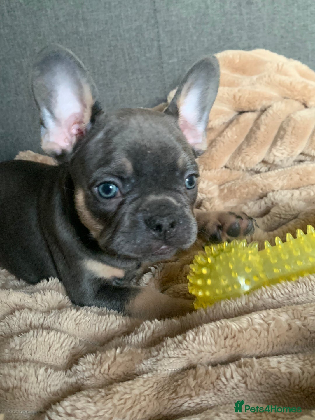 French Bulldog dogs for sale: Adorable 7 week old frenchie puppies - Image 9
