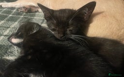 Bengal cats for sale: Pair of part bengal Tuxedo Kittens  - Image 4