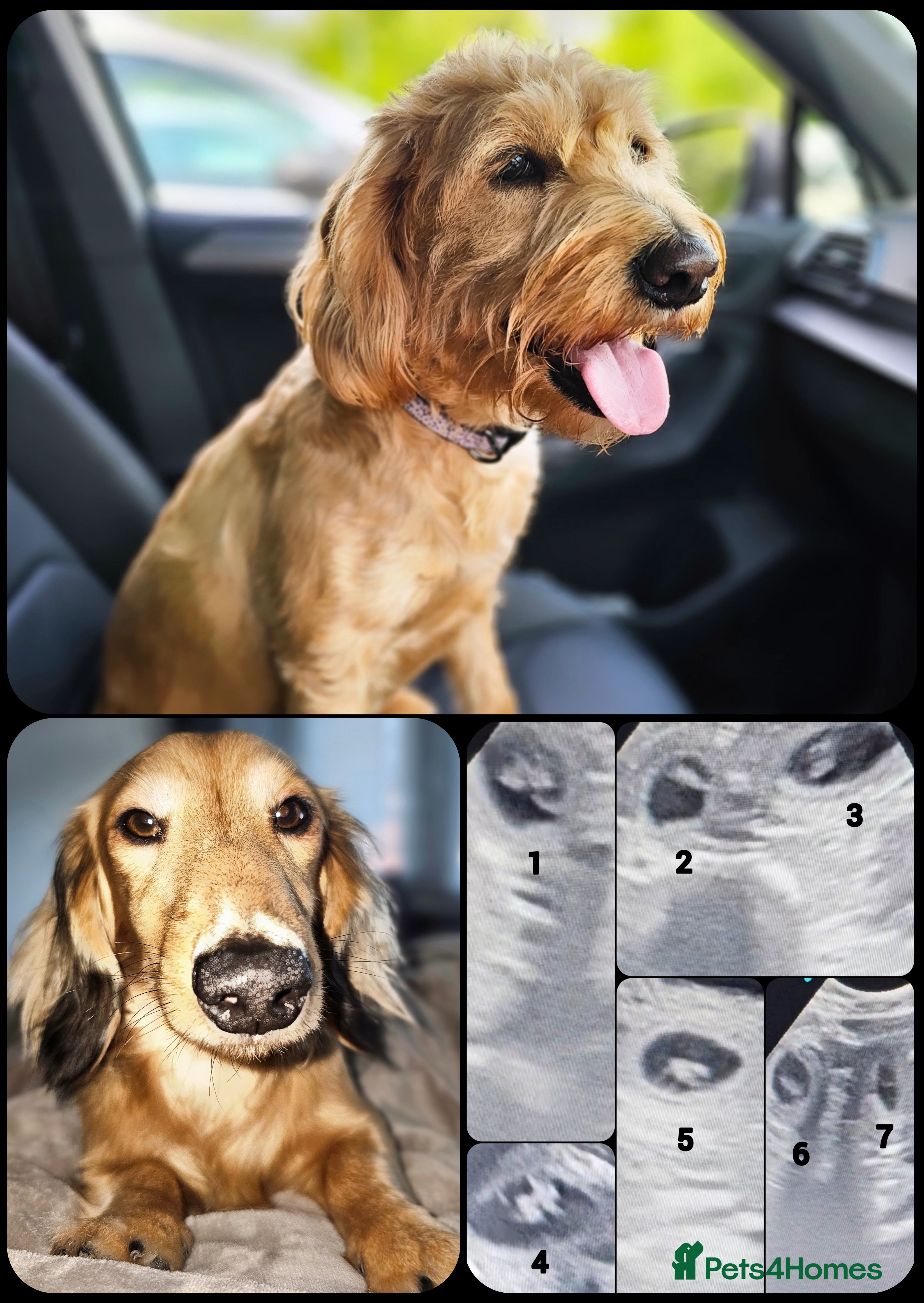 Mixed Breed dogs LabraWeiner-Doodles Spring arrival - Advert 2