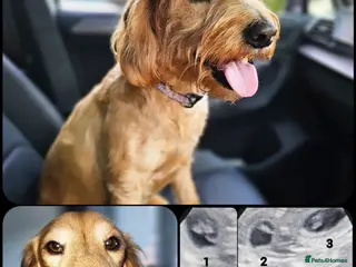 Mixed Breed dogs LabraWeiner-Doodles Spring arrival - Advert 2