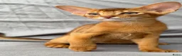 Abyssinian cats for sale: Beautiful Fawn Abyssinian Girl 🤍❤️ GCCF  - Advert 8
