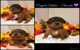 Cockapoo dogs for sale: 🌟Rare Red Sable F1B Mini Cockapoo’s🌟 DNA CLEAR ✅ - Image 14