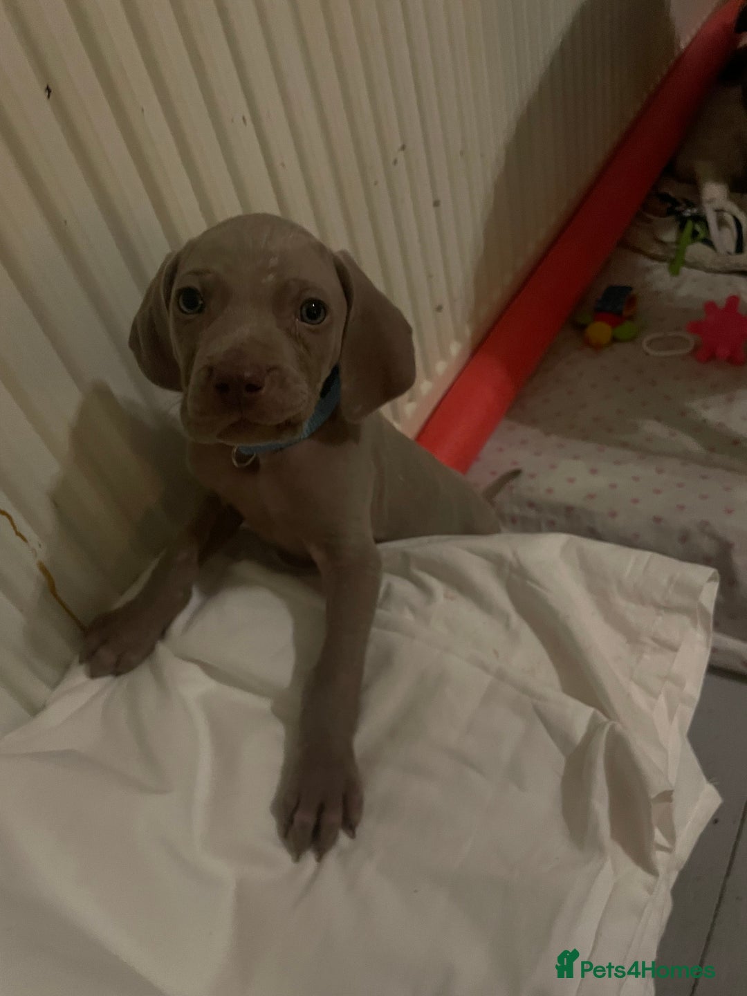 Weimaraner dogs for sale: KC registered Silver puppies - Advert 18